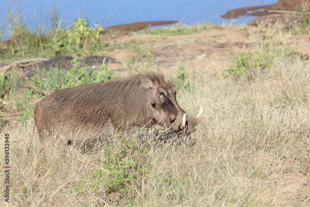 Warzenschwein / Warthog / Phacochoerus africanus Warzenschwein / Warthog / Phacochoerus africanus