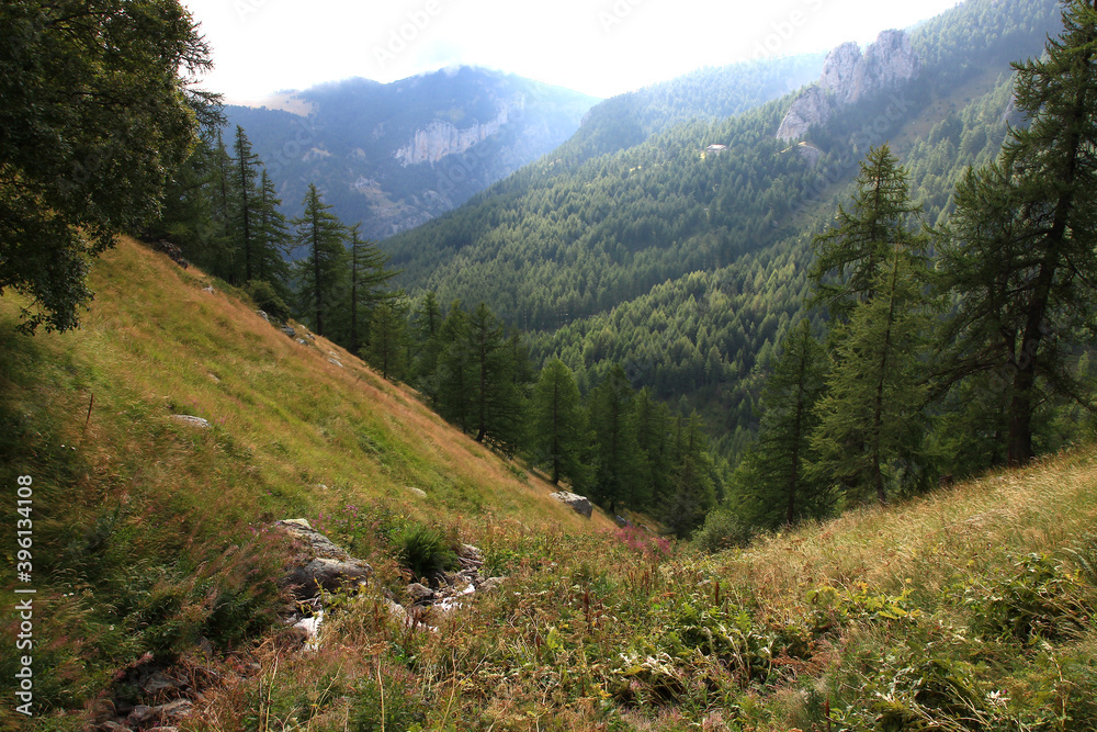 Panoramic view with spruces in a valley between Casterino and the Fontanalba refuge (Mercantour massif - Alps - France)