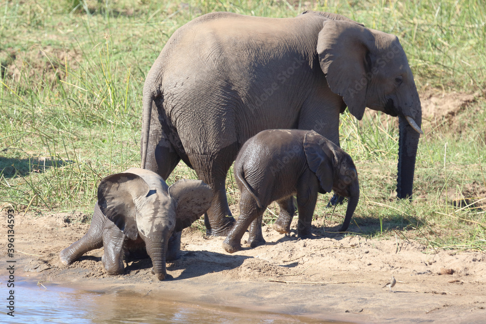 Afrikanischer Elefant / African elephant / Loxodonta africana Afrikanischer Elefant / African elephant / Loxodonta africana