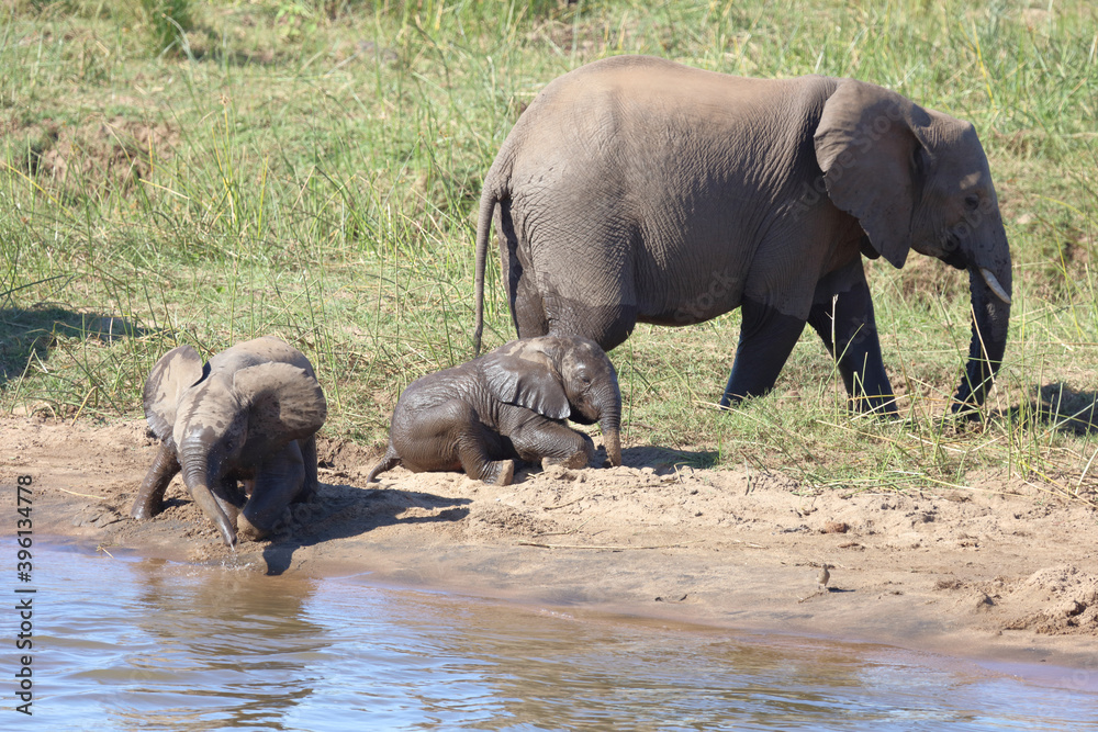 Afrikanischer Elefant / African elephant / Loxodonta africana Afrikanischer Elefant / African elephant / Loxodonta africana