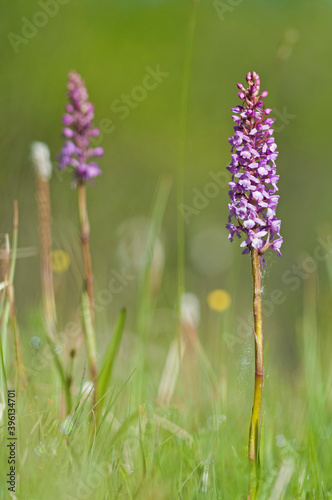 Fragrant orchid (Gymnadenia conopsea) in Cotian Alps, Italy.