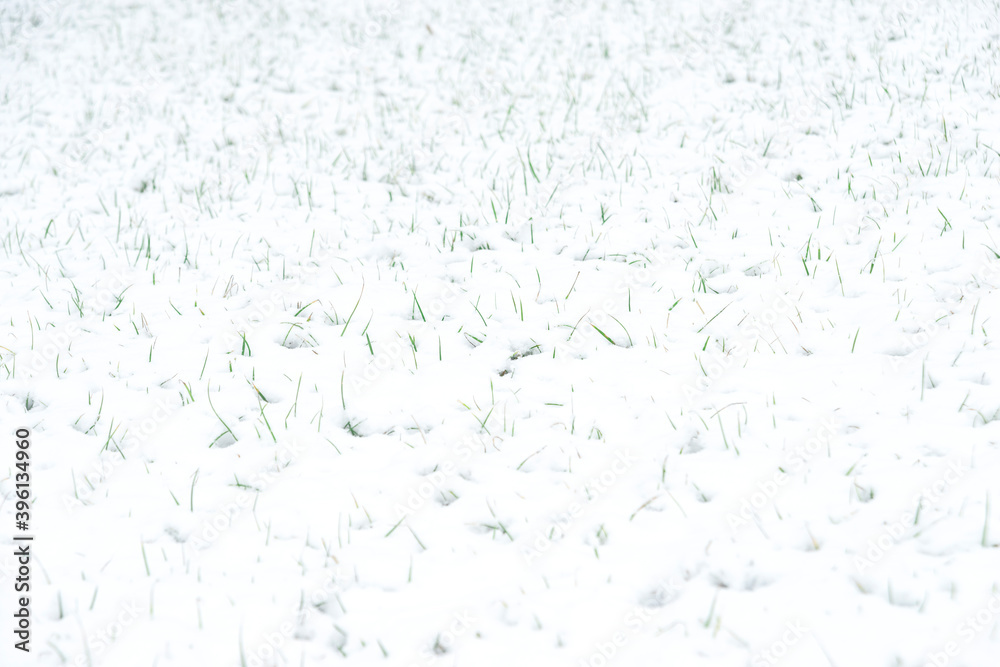 green grass peeks out from under the snow in the park during a snowfall in winter