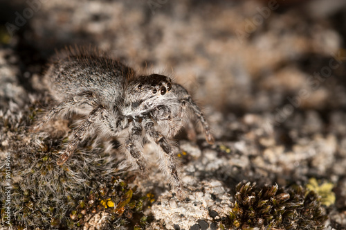 A jumping spider (Philaeus chrysops) female, Italian alps. photo