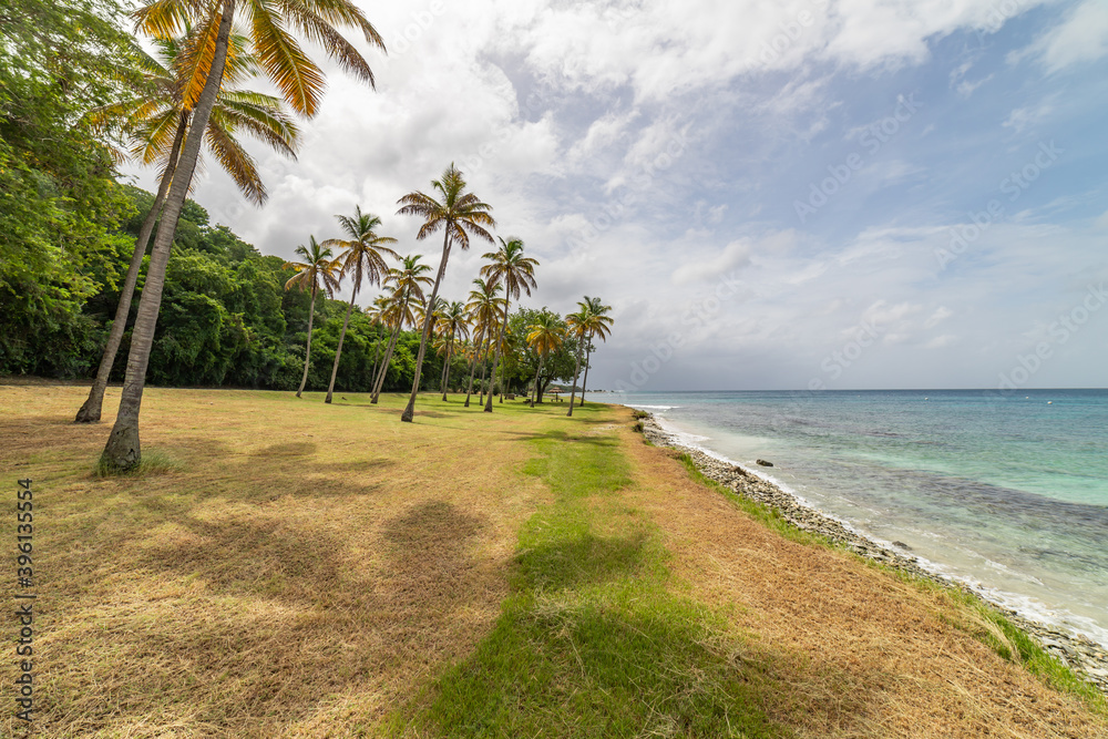 Saint Vincent and the Grenadines, Britannia bay beach, coconut palms, Mustique Saint Vincent and the Grenadines, Britannia bay beach, coconut palms, Mustique