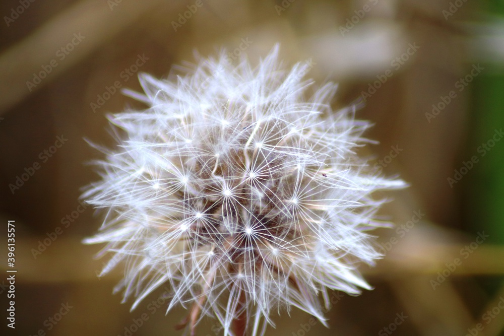 Obraz premium Pusteblume