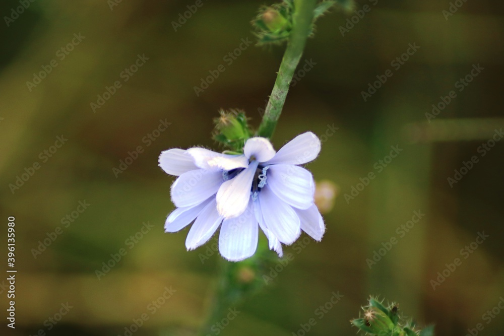 Fototapeta premium Blütenpracht Korfus