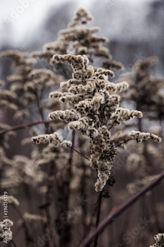 dry fluffy plant in autumn in blurry brown background