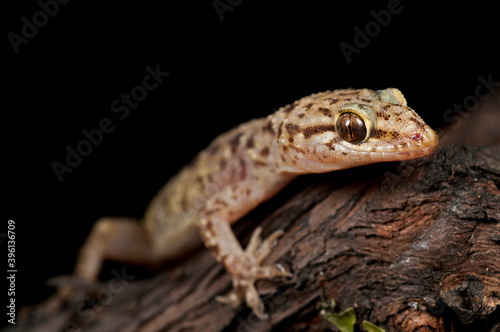 Mediterranean house gecko (Hemidactylus turcicus) portrait, Italy.