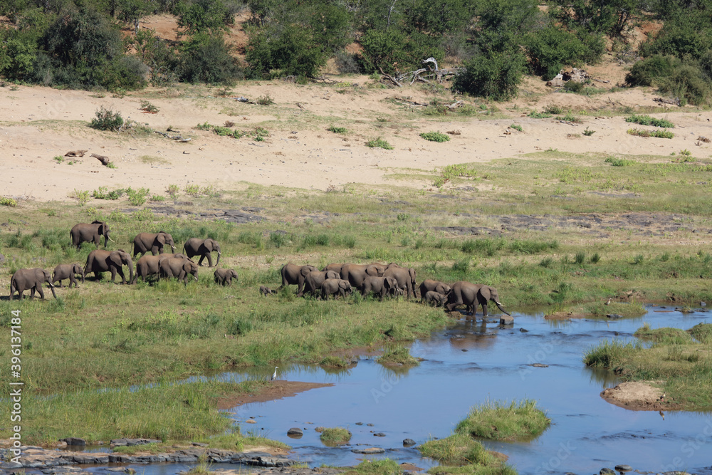 Afrikanischer Elefant im Olifants River/ African elephant in Olifants River / Loxodonta africana Afrikanischer Elefant im Olifants River/ African elephant in Olifants River / Loxodonta africana