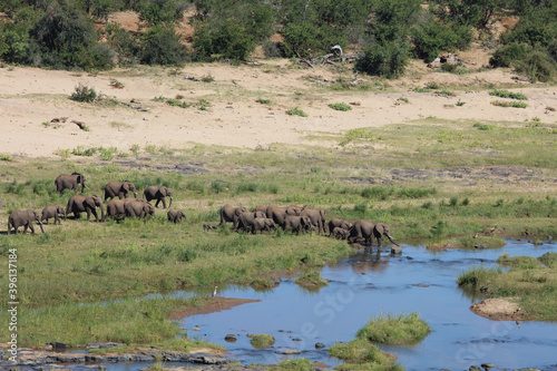 Afrikanischer Elefant im Olifants River  African elephant in Olifants River   Loxodonta africana