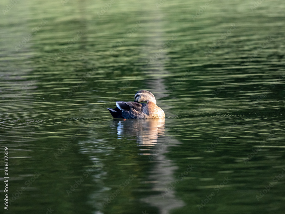 eastern spot-billed duck in Yokohama pond 2