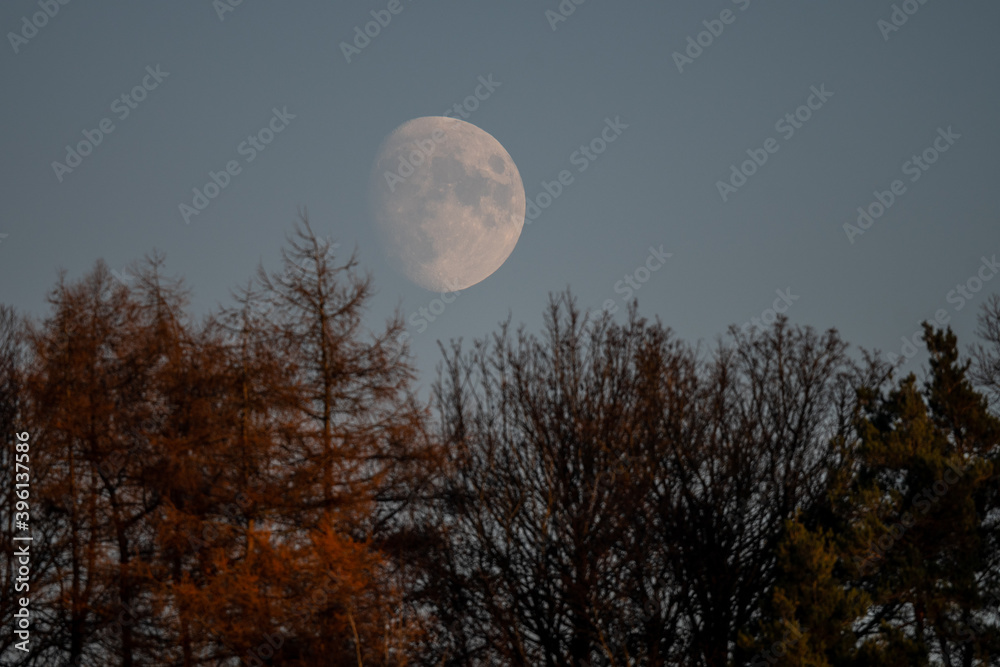 Moonrise over trees on an autumn night