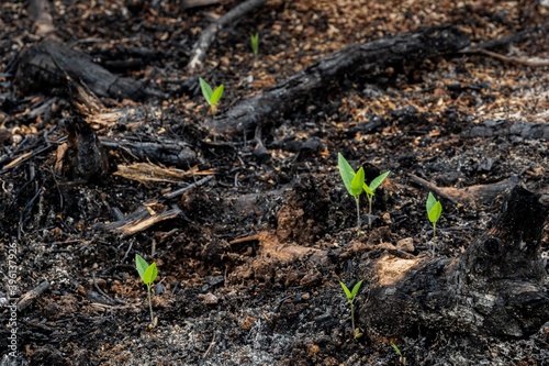 subsistence farmers burn small plots of forest for space to grow crops