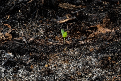 subsistence farmers burn small plots of forest for space to grow crops photo