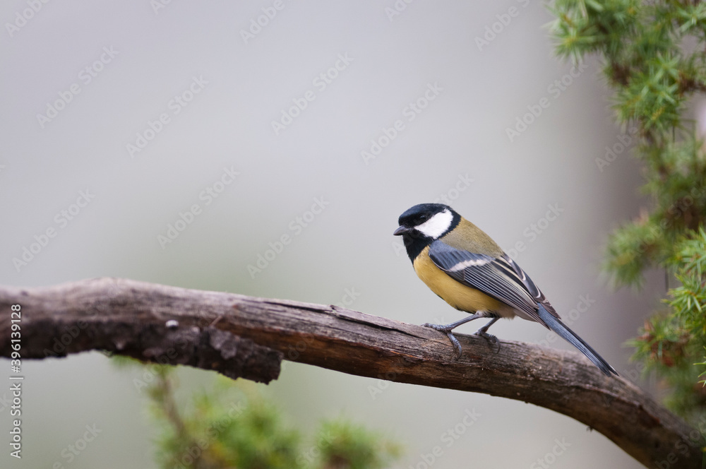 Great tit (Parus major), Apennine mountains, Italy. Great tit (Parus major), Apennine mountains, Italy.