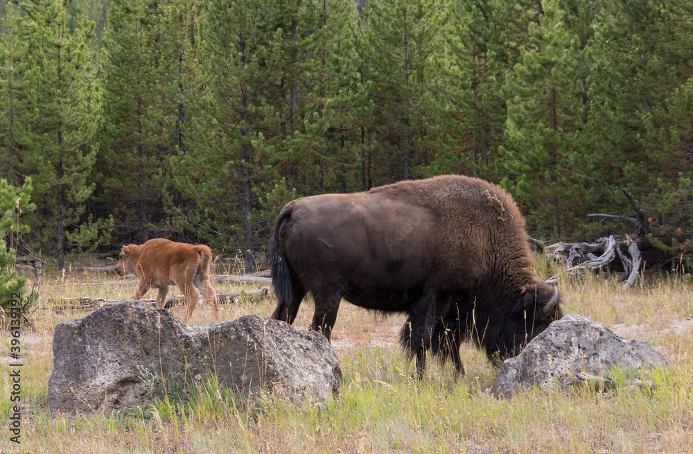BIson BIson