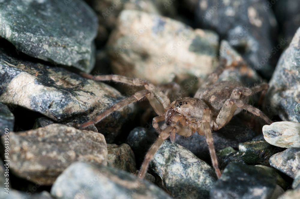 Wolf spider (Arctosa cinerea) near a stream, Italy. Wolf spider (Arctosa cinerea) near a stream, Italy.