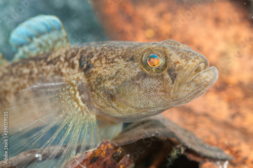 Padanian goby (Padogobius bonelli), Italy. photo