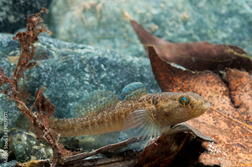 Padanian goby (Padogobius bonelli), Italy. photo