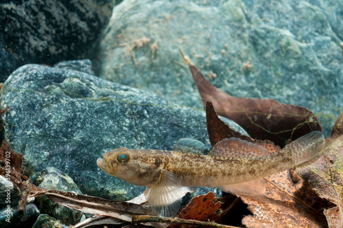 Padanian goby (Padogobius bonelli), Italy. photo