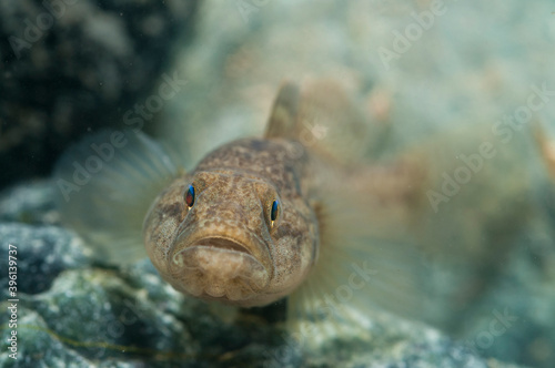 Padanian goby (Padogobius bonelli), Italy. photo