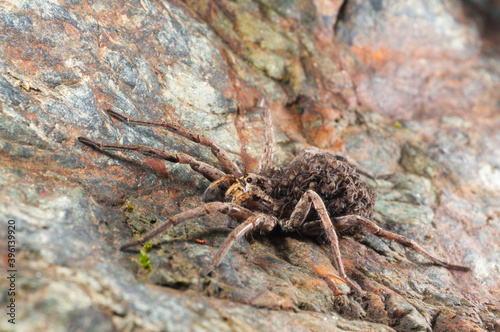 Wolf spider (Hogna radiata) female with juveniles on its back, Italy.