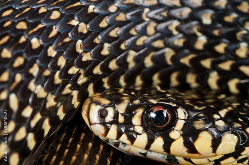 Western whip snake (Hierophis viridiflavus), Italy. photo