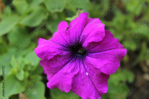 Beautiful flower