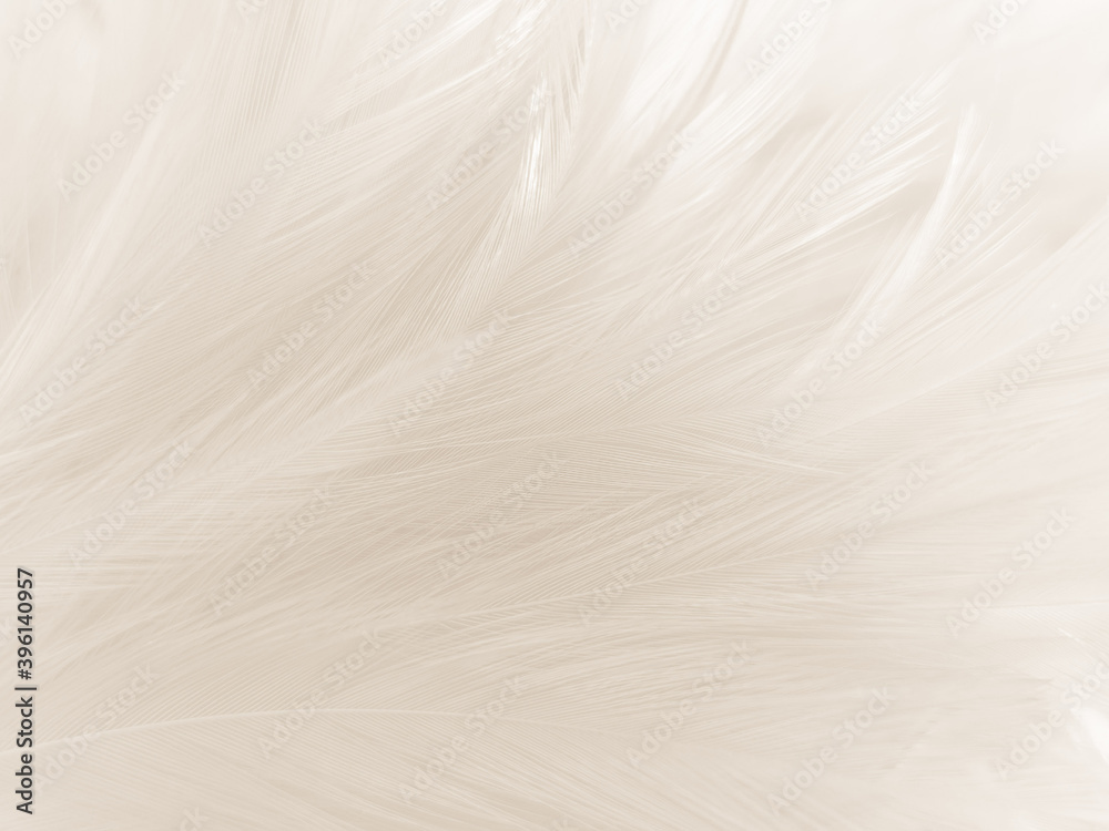 Beautiful abstract black feathers on white background and soft white feather texture on white texture pattern, dark theme wallpaper, gray feather background, gray banners, white gradient Beautiful abstract black feathers on white background and soft white feather texture on white texture pattern, dark theme wallpaper, gray feather background, gray banners, white gradient