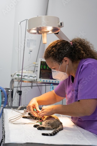 Veterinarian putting a sick cat on medication