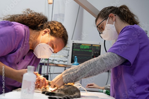 Two veterinarians putting a sick cat on medication