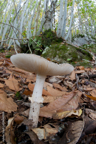 Panther cap (Amanita pantherina) in the forest, Italy. photo