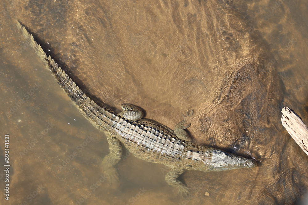Nilkrokodil / Nile Crocodile / Crocodylus Niloticus Nilkrokodil / Nile Crocodile / Crocodylus Niloticus