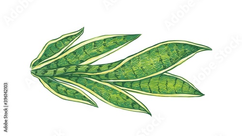 Ecological Concept, Illustration of Dracaena Trifasciata, Saint George's Sword, Mother-in-Law's Tongue, Viper's Bowstring Hemp, Sansevieria Trifasciata or Snake Plant.
