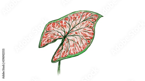 Ecological Concept, Illustration of Elephant Ear, Colocasia, Caladium, Heart of Jesus or Angel Wings Plants in A Garden.
 photo