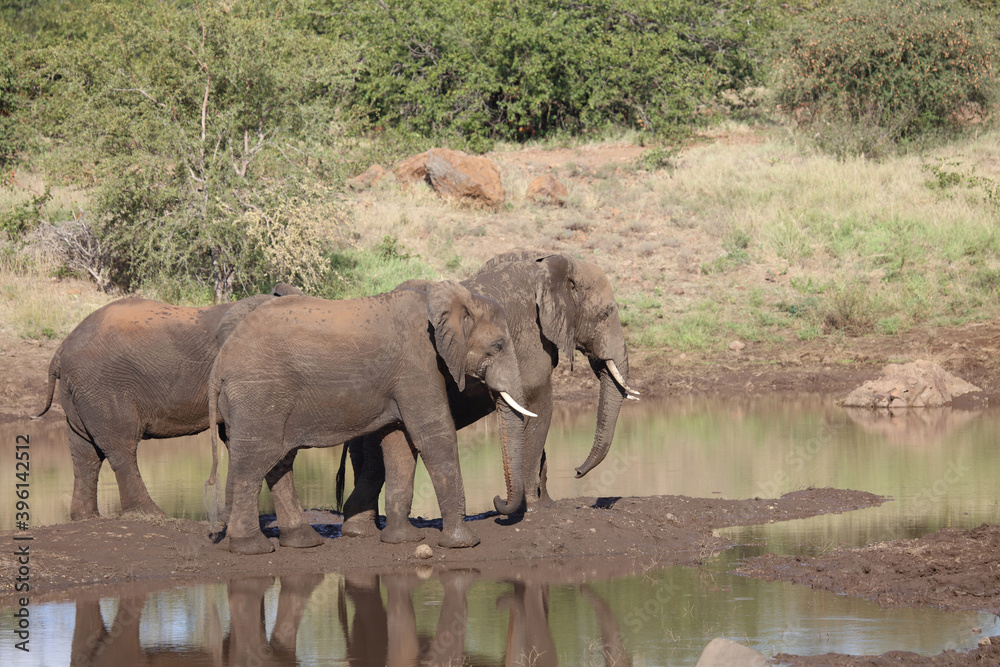 Fototapeta premium Afrikanischer Elefant / African elephant / Loxodonta africana