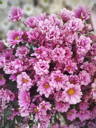 Fototapeta Naklejka Na Ścianę i Meble -  pink flowers