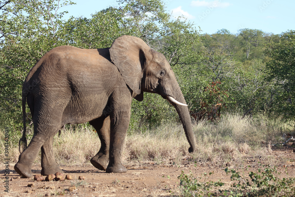 Afrikanischer Elefant / African elephant / Loxodonta africana Afrikanischer Elefant / African elephant / Loxodonta africana