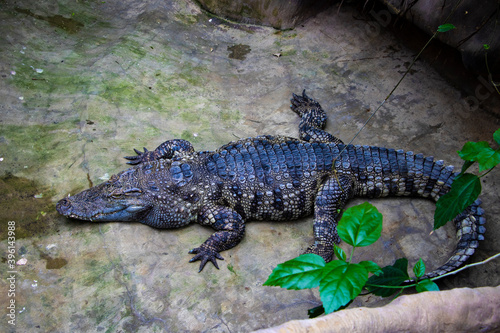 View of an adult crocodile on top, lying near the plants.