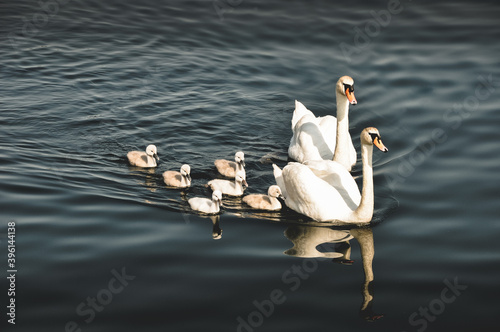 swans on the lake
