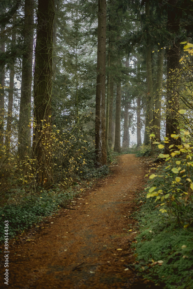 Selectively focused mysterious woodland path through foggy forest