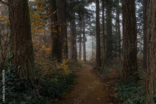 Hiking trail path through the foggy forest of the Pacific Northwest
