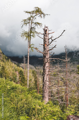trees in the mountains