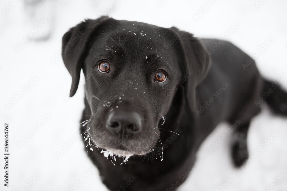 old black labrador retriever dog sitting and looking up at the camera in snow old black labrador retriever dog sitting and looking up at the camera in snow