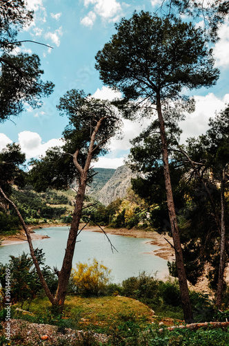 trees on the shore of lake