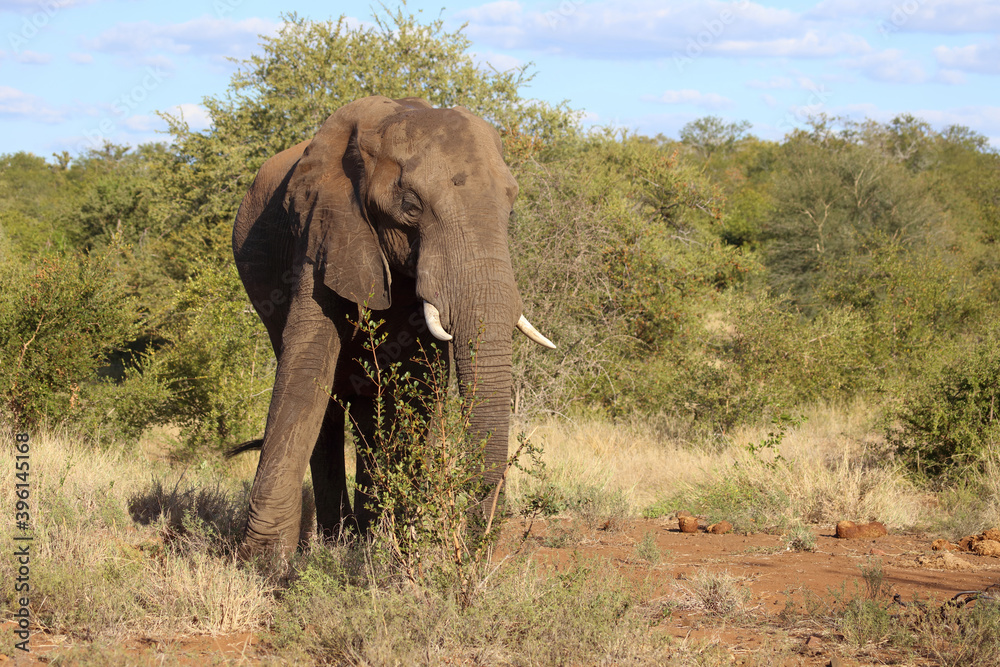 Obraz premium Afrikanischer Elefant / African elephant / Loxodonta africana