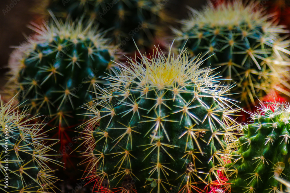 Cactus plant leaves pattern. Green leaves. Natural background. green leaf texture background. Cactus plant leaves pattern. Green leaves. Natural background. green leaf texture background.