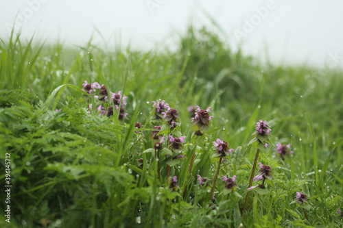 field of flowers