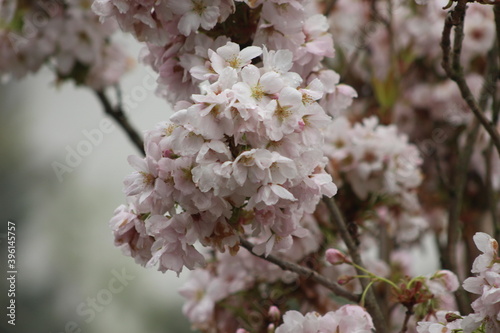 tree blossom
