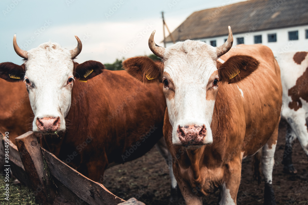 Cows on the form. Milk, meat production. Household animals.